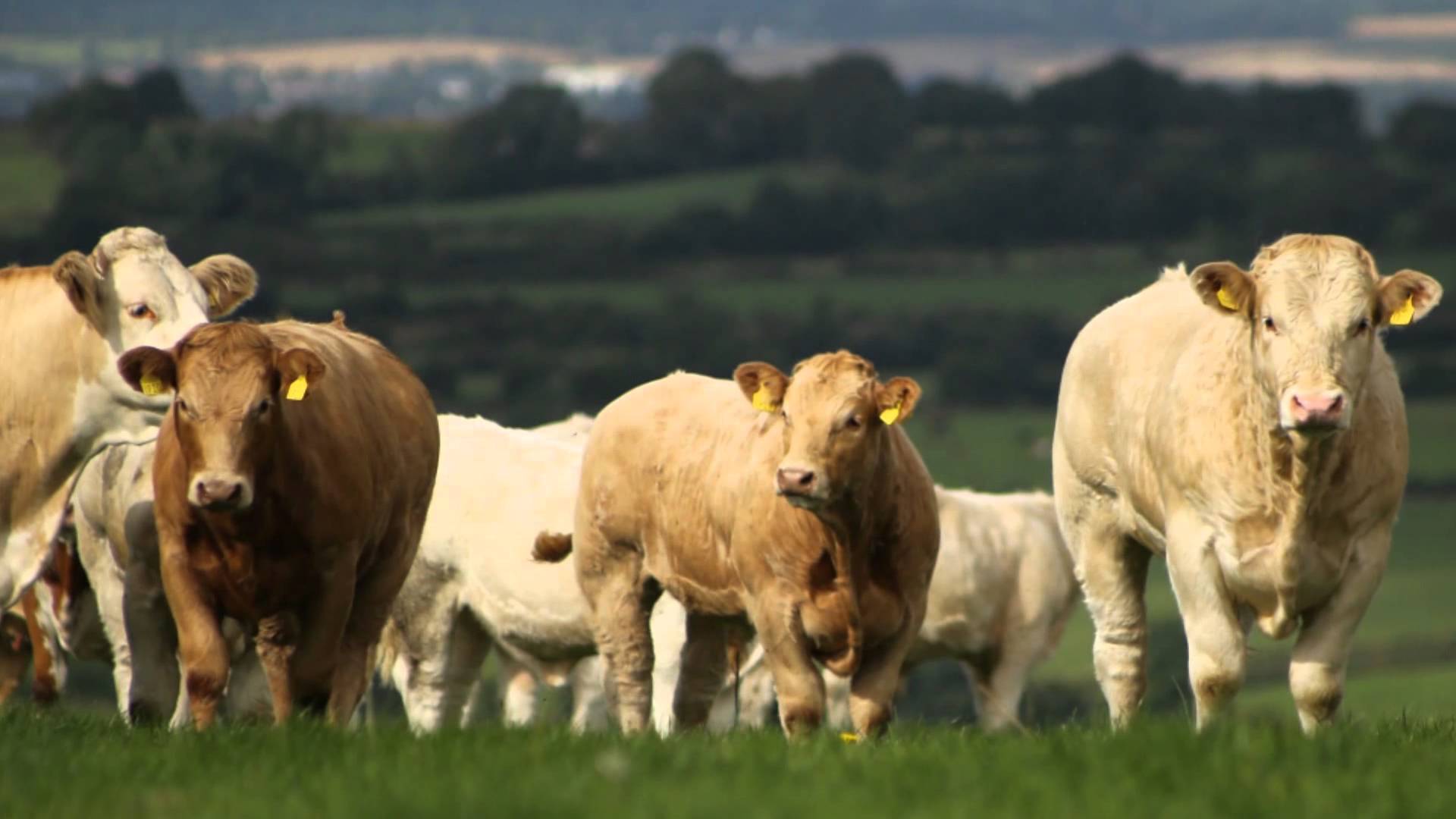 Cattle Range